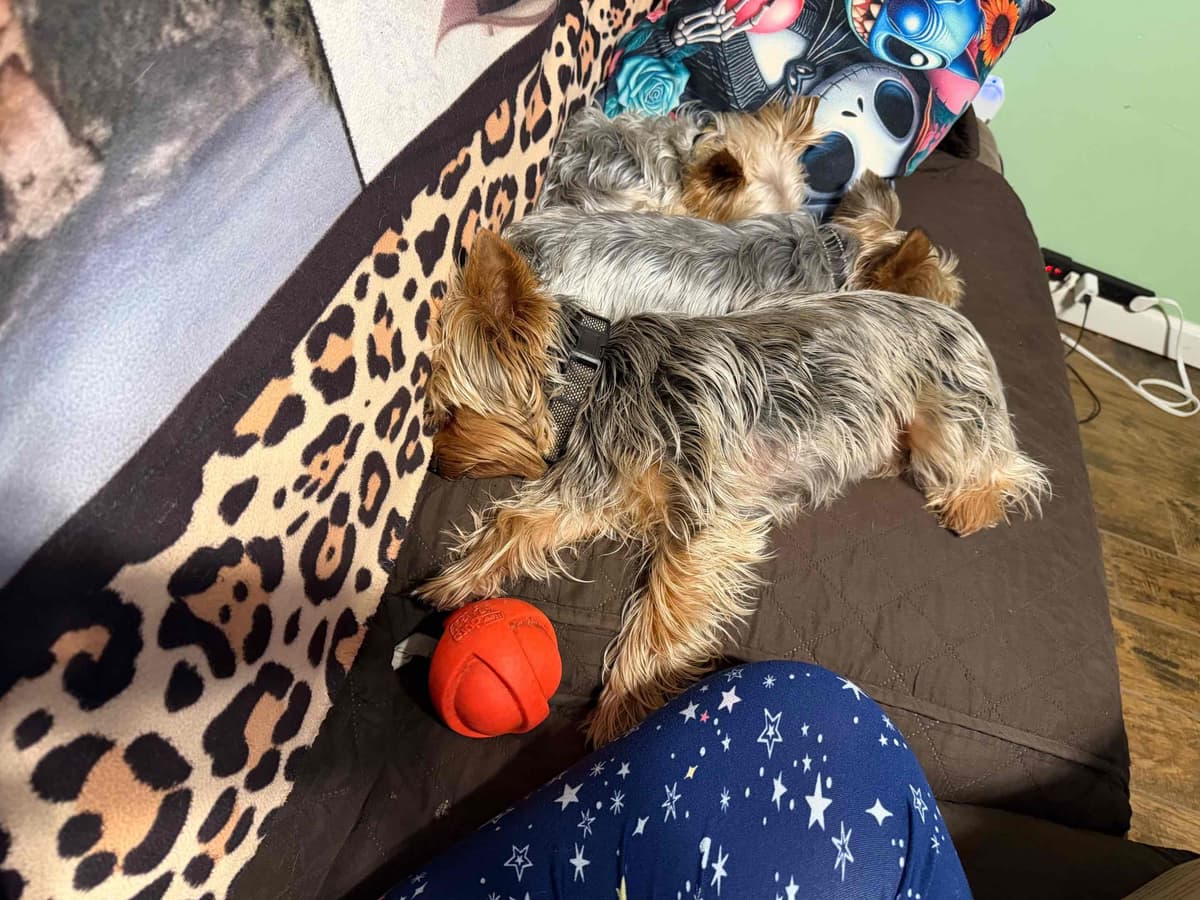 Yorkshire Terrier Puppies breeder image 3