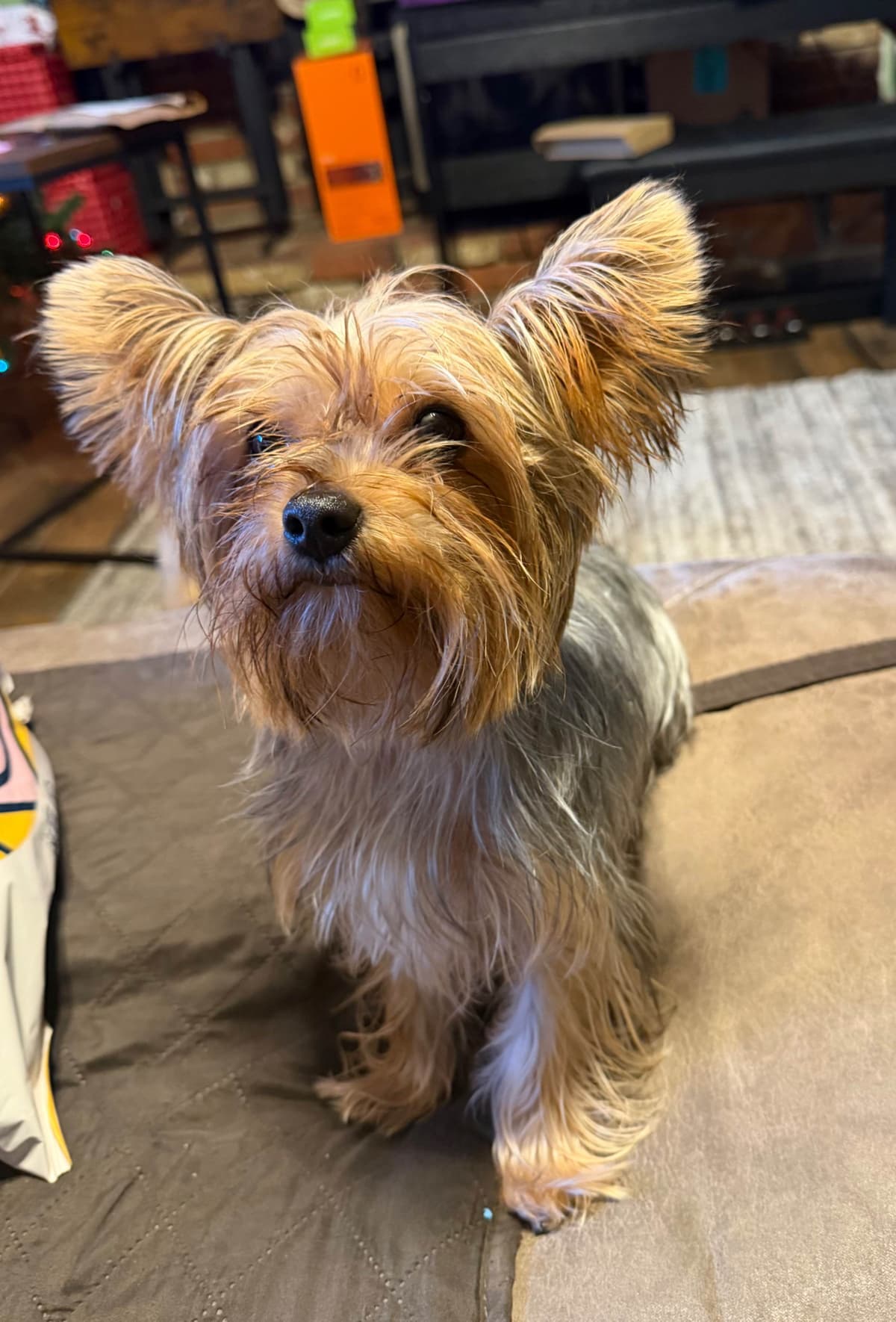 Yorkshire Terrier Puppies breeder image 5