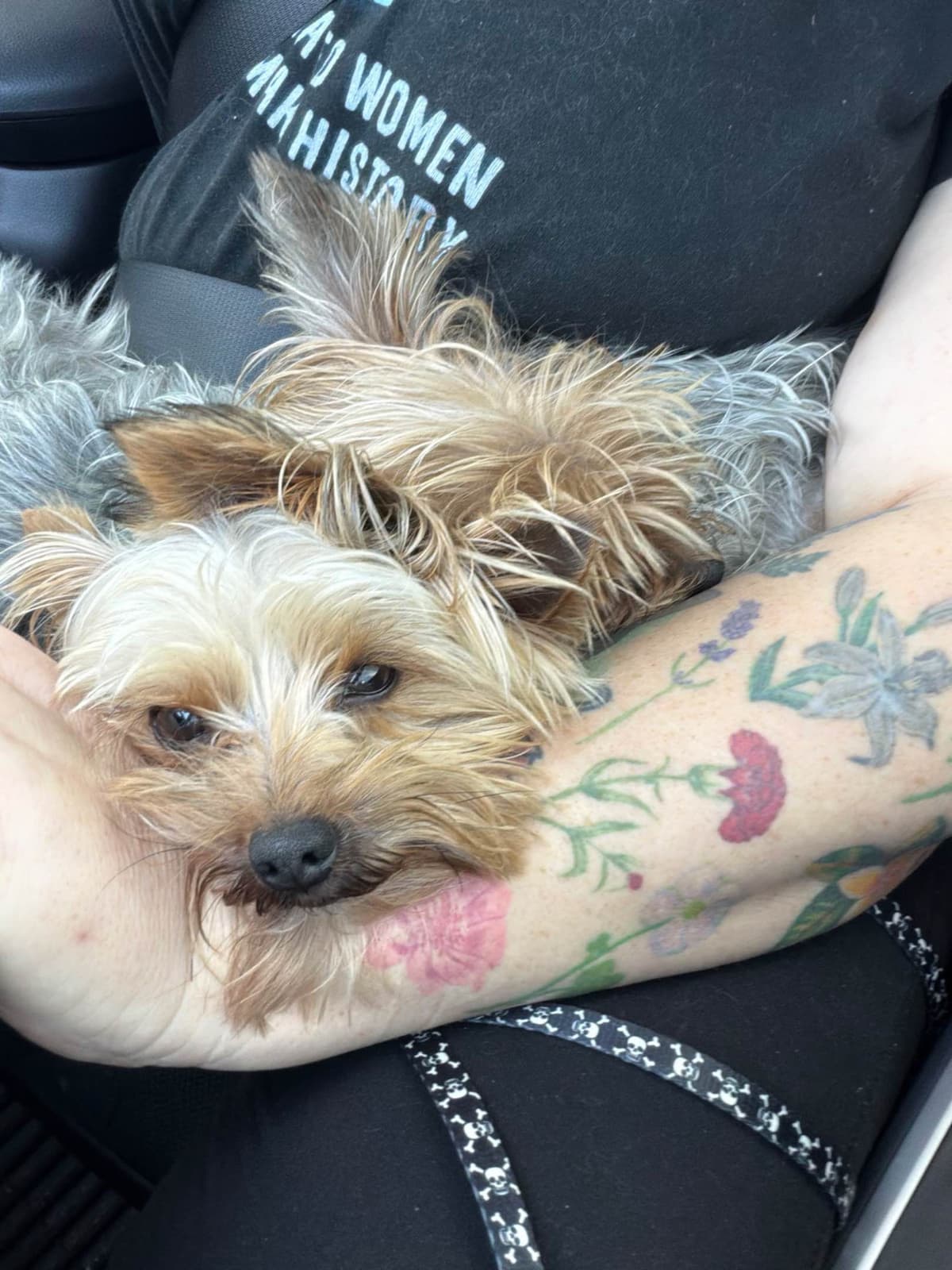 Yorkshire Terrier Puppies breeder image 4