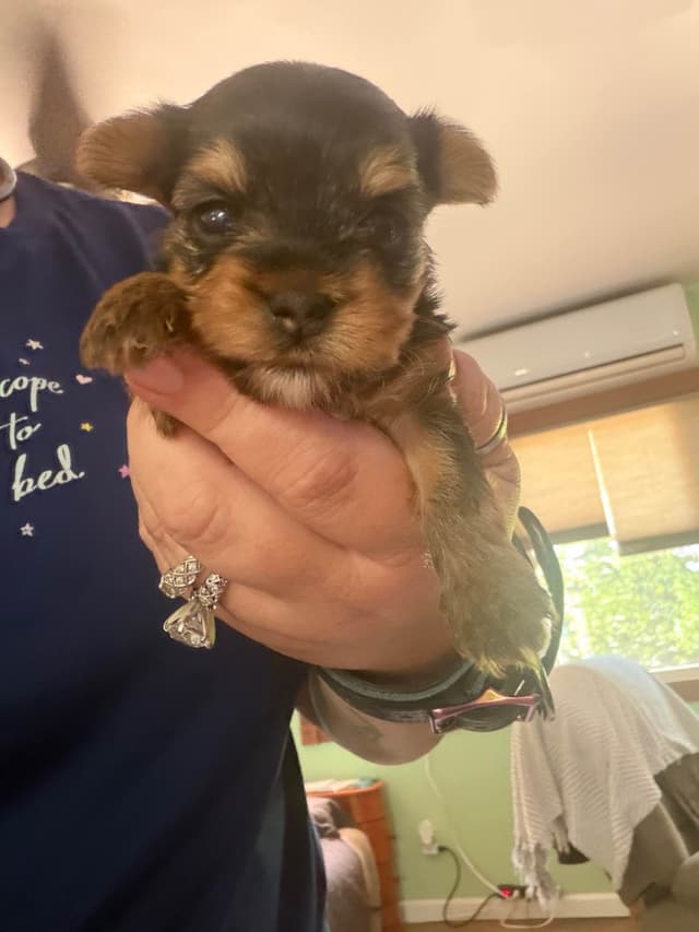 Yorkshire Terrier Puppies media 7