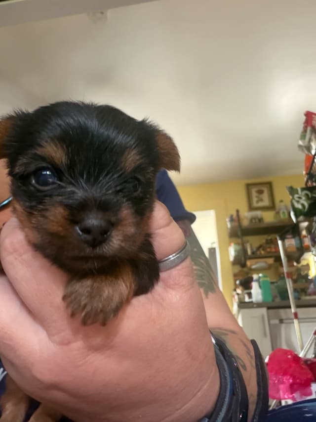 Yorkshire Terrier Puppies media 8