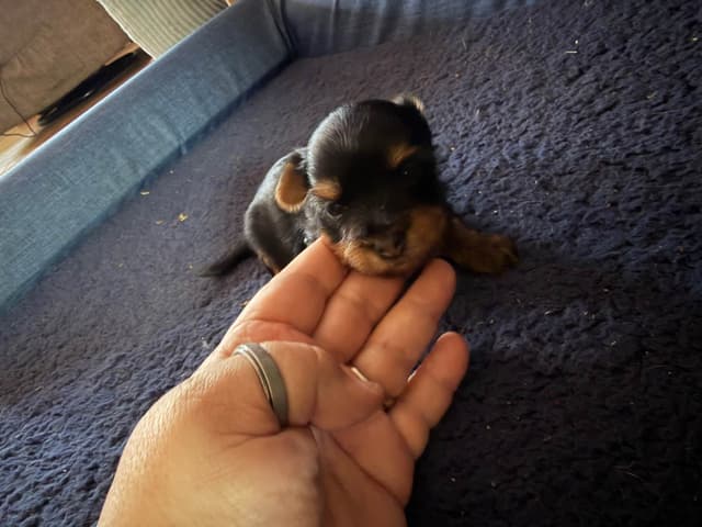 Yorkshire Terrier Puppies media 9