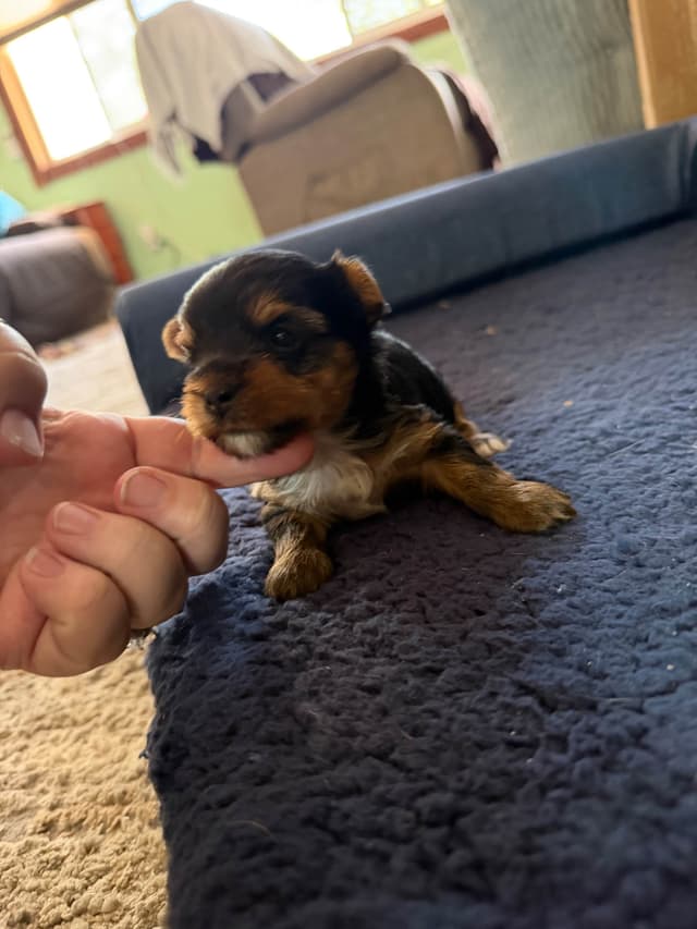 Yorkshire Terrier Puppies media 10