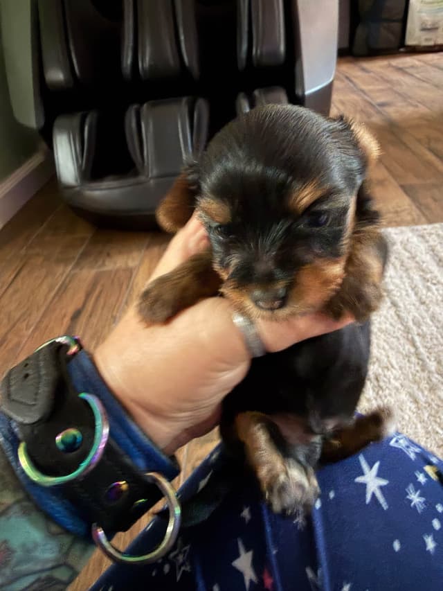 Yorkshire Terrier Puppies media 12