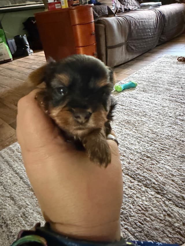 Yorkshire Terrier Puppies media 13