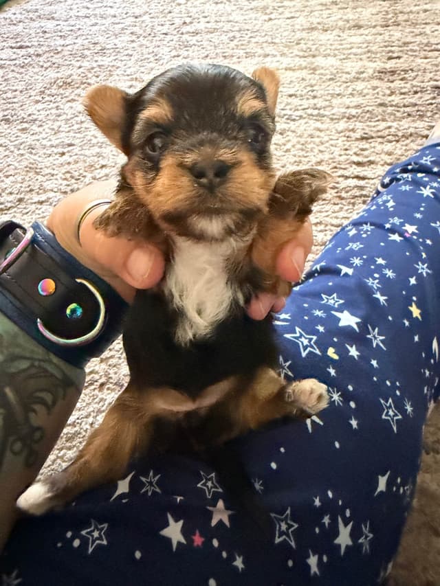 Yorkshire Terrier Puppies media 14