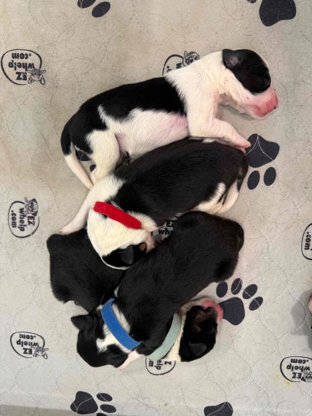 Border Collie Puppies media 2