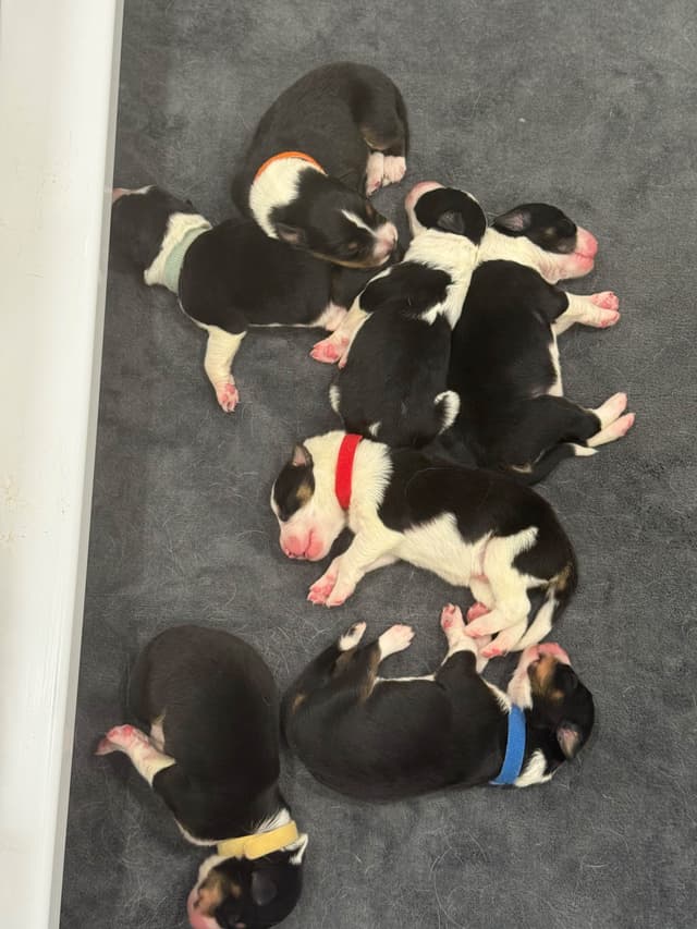 Border Collie Puppies media 4