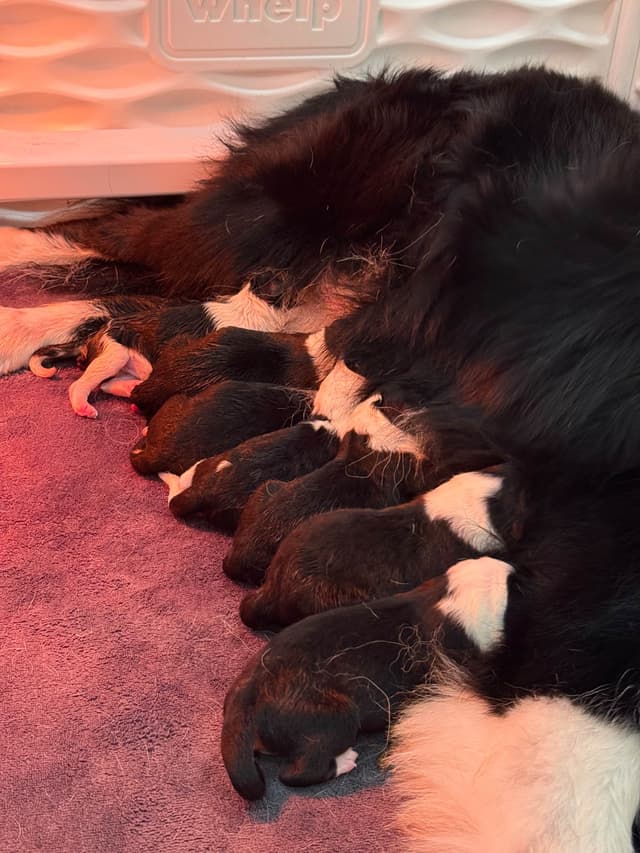 Border Collie Puppies media 5
