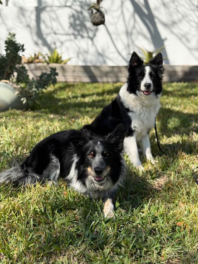 Border Collie Puppies media 6