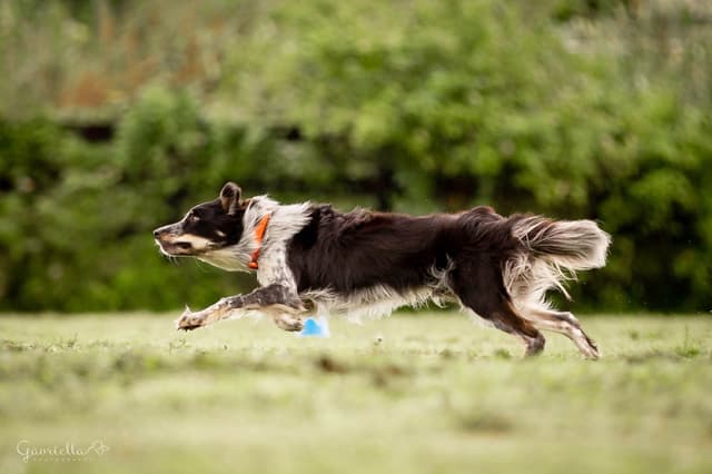 Border Collie Puppies media 8