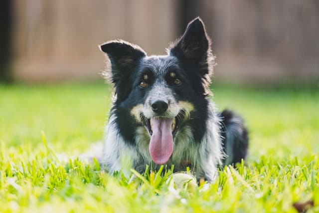 Border Collie Puppies media 9