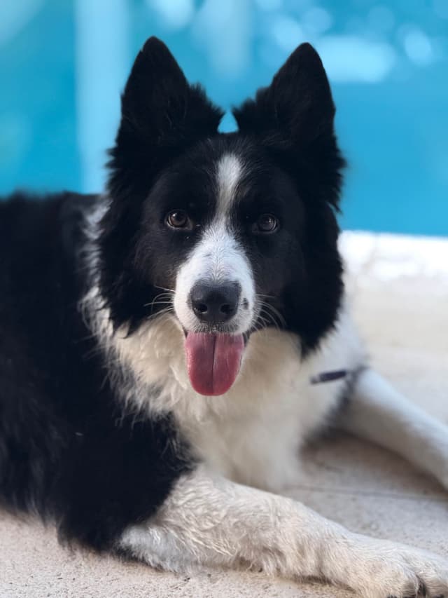 Border Collie Puppies media 11