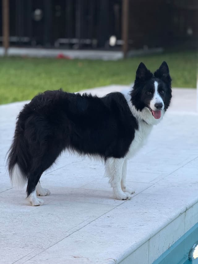 Border Collie Puppies media 12