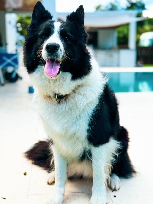 Border Collie Puppies media 13