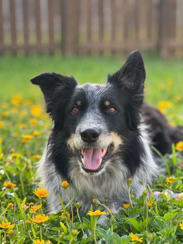 Border Collie Puppies media 14