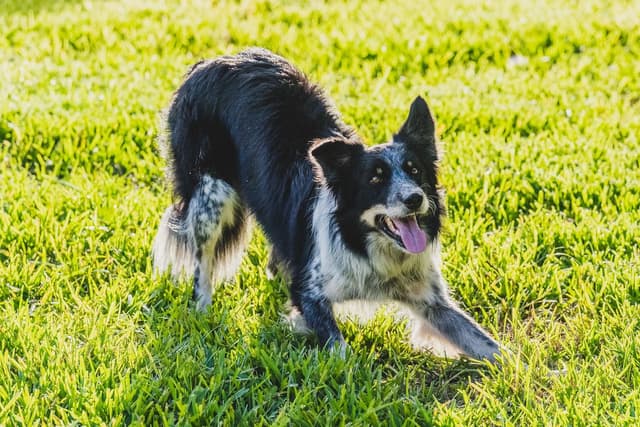 Border Collie Puppies media 15