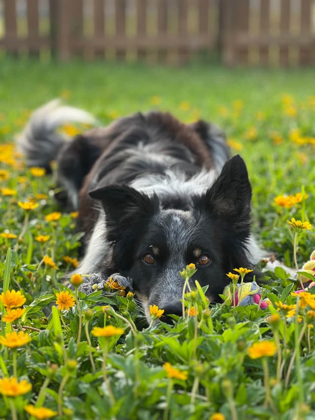 Border Collie Puppies media 16
