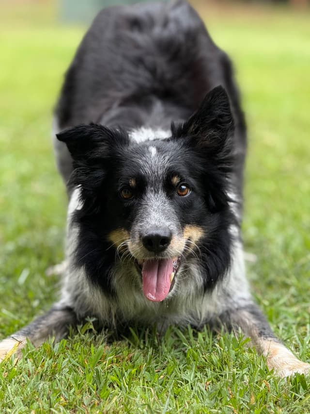 Border Collie Puppies media 17