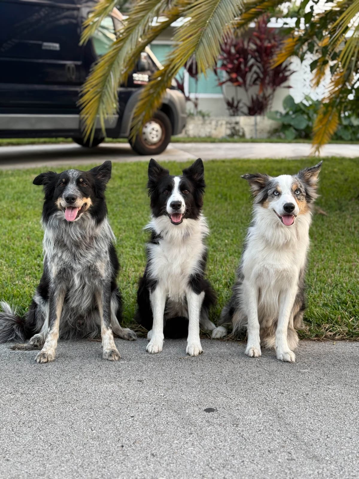Border Collie Puppies breeder image 1