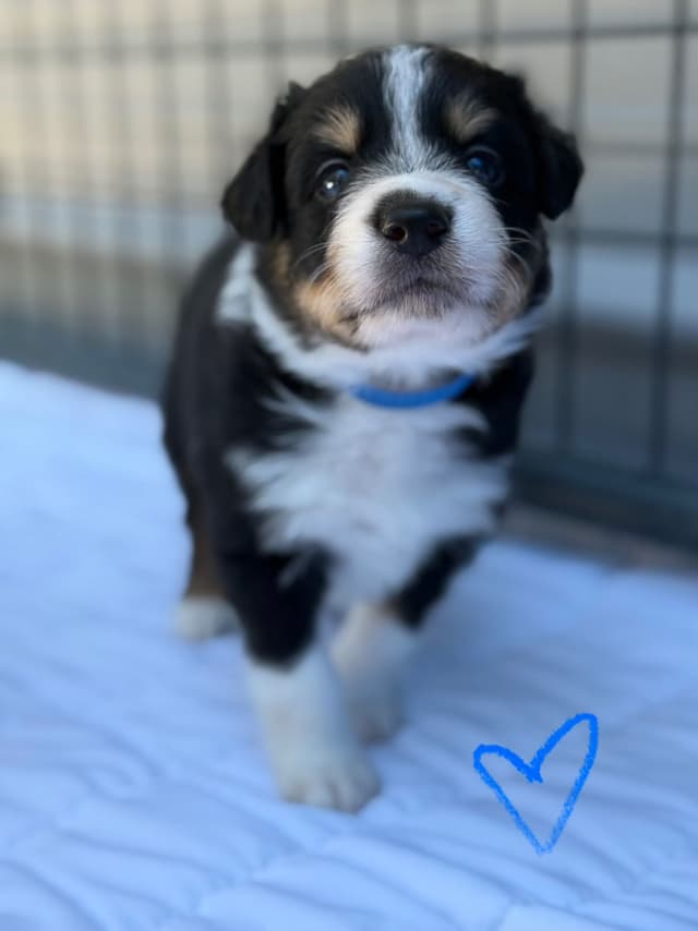 Border Collie Puppies media 19