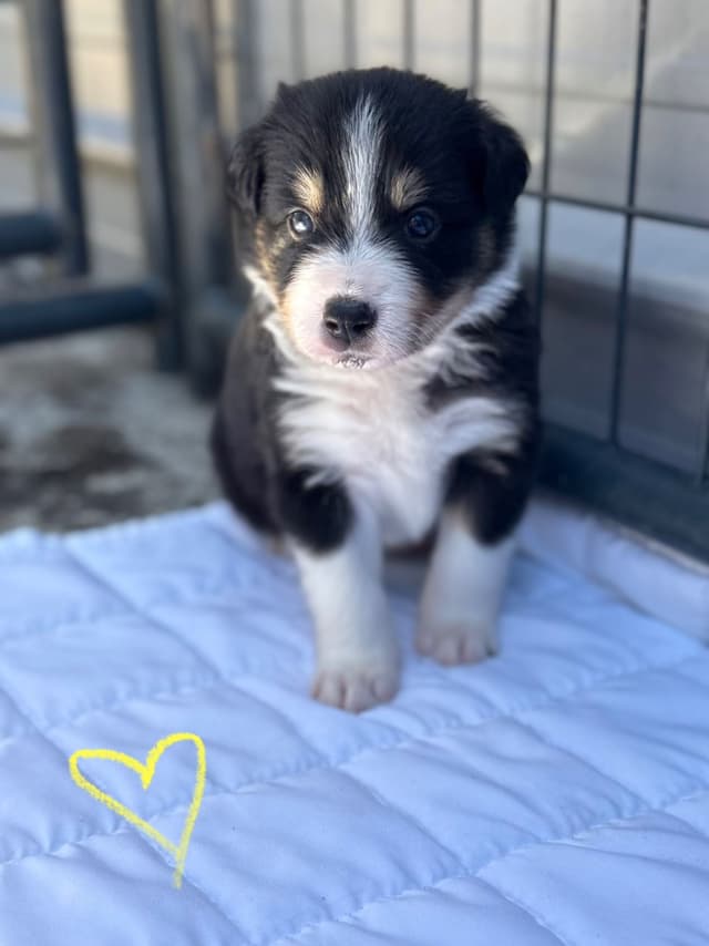 Border Collie Puppies media 21