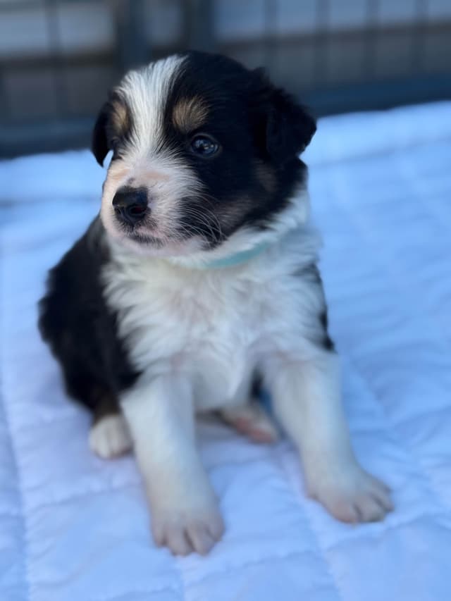 Border Collie Puppies media 22