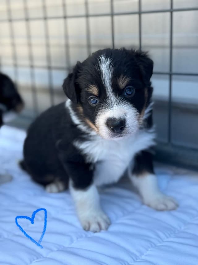 Border Collie Puppies media 23