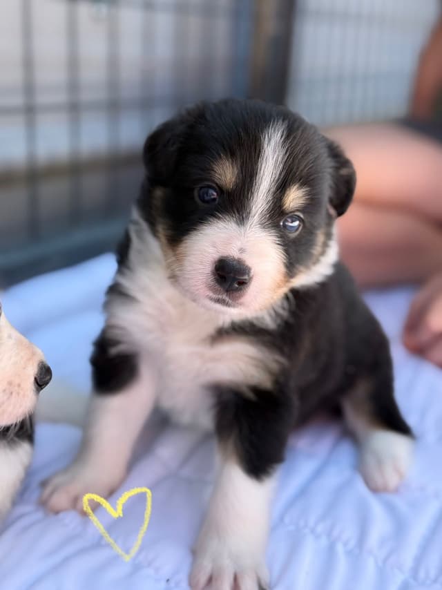 Border Collie Puppies media 24
