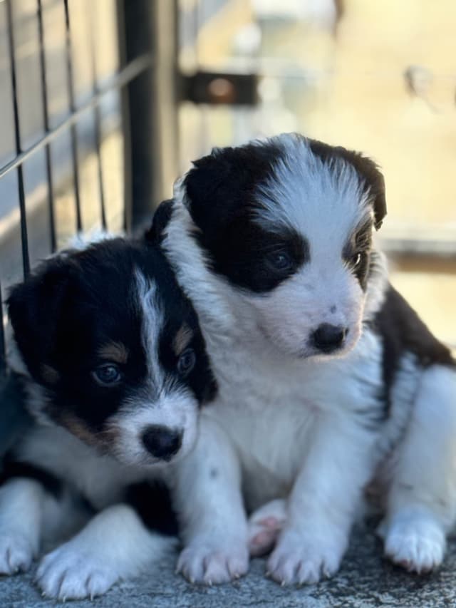 Border Collie Puppies media 25