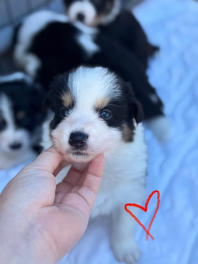 Border Collie Puppies media 27