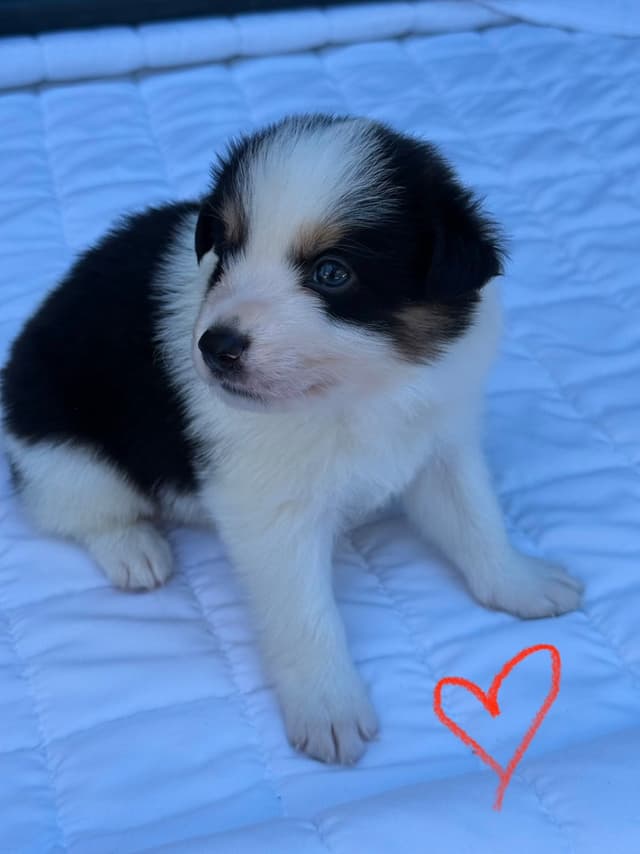 Border Collie Puppies media 28