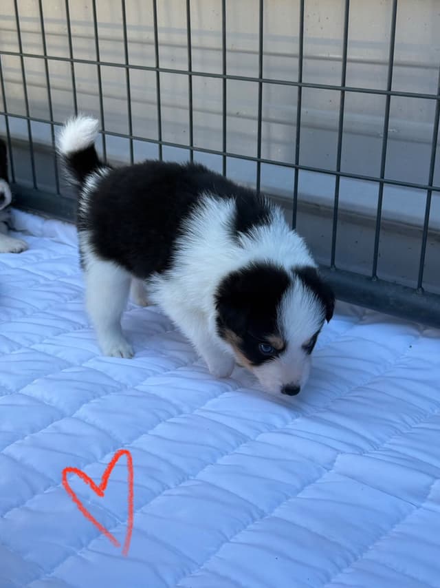 Border Collie Puppies media 29