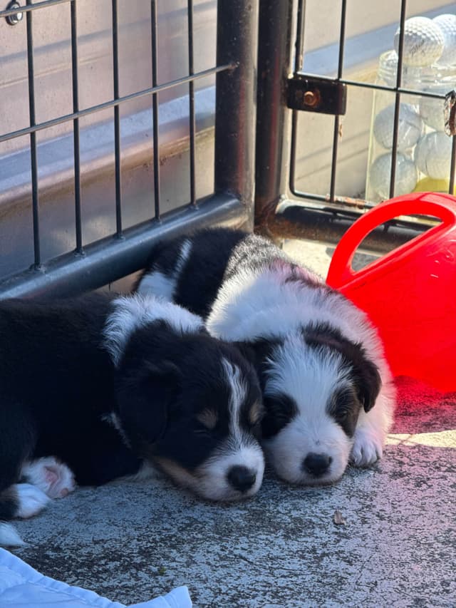 Border Collie Puppies media 30