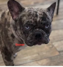 My Merle French Bulldogs