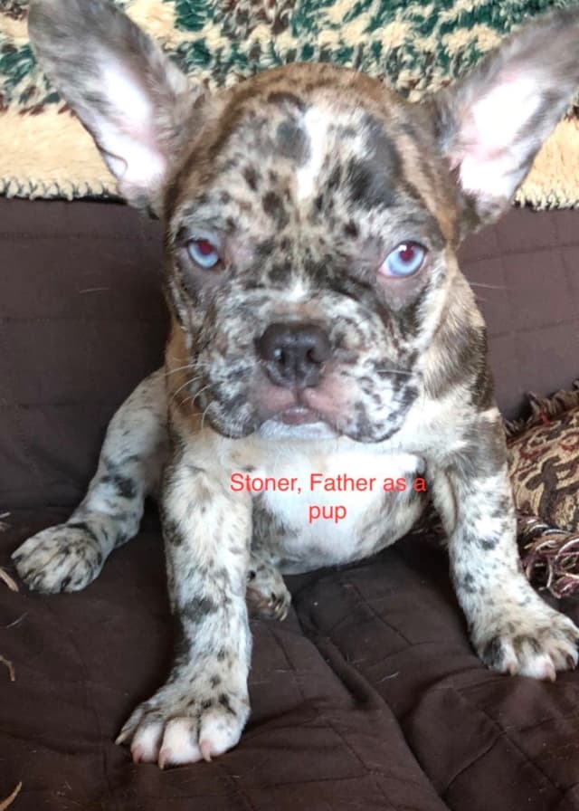 French Bulldog Puppies