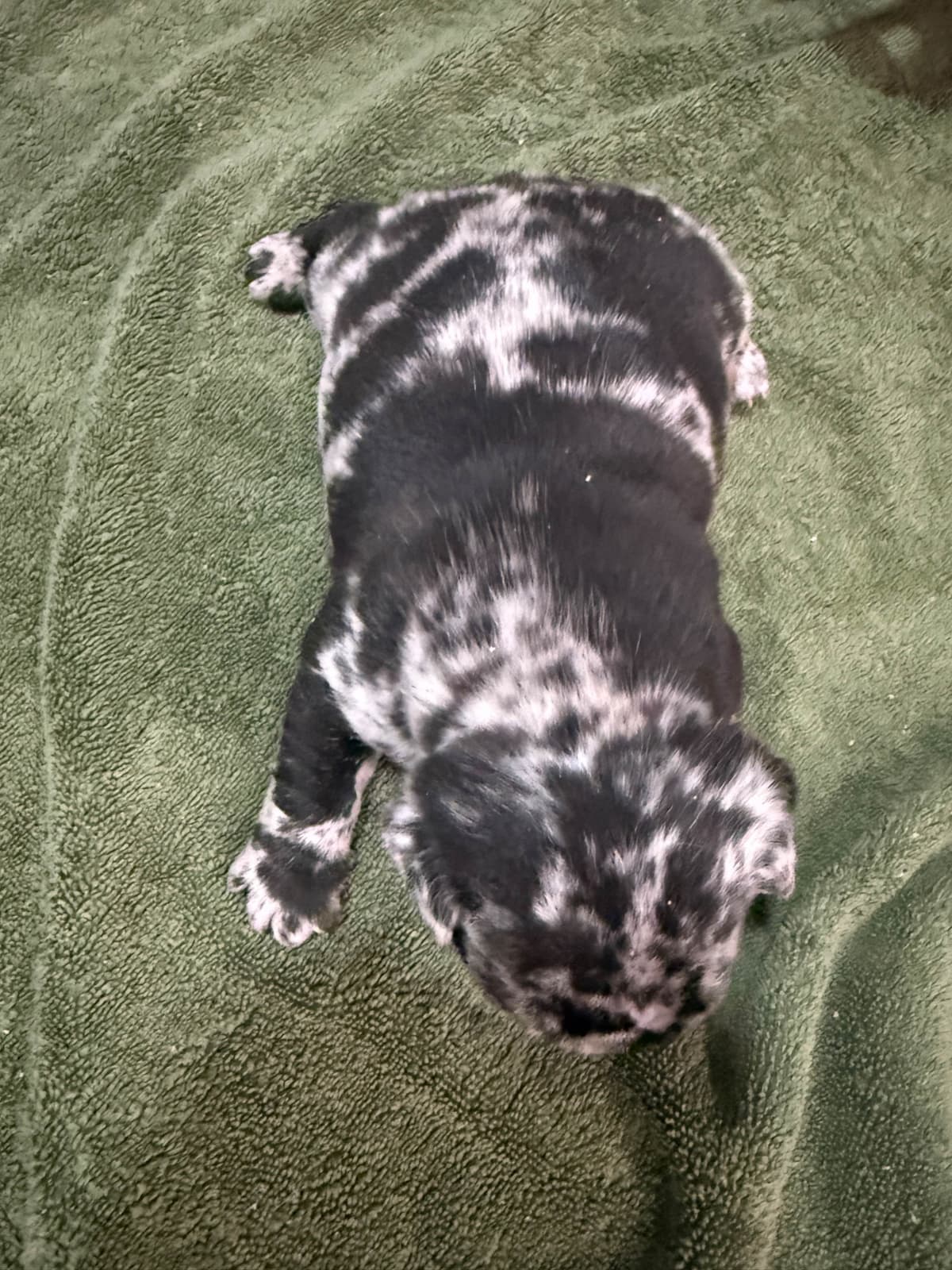 French Bulldog Puppies photo 2