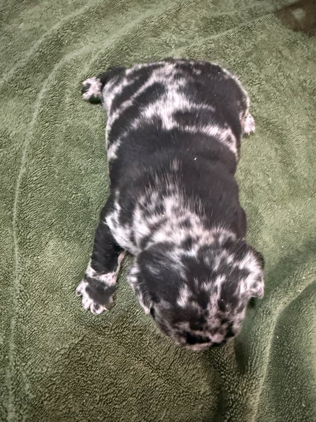 French Bulldog Puppies