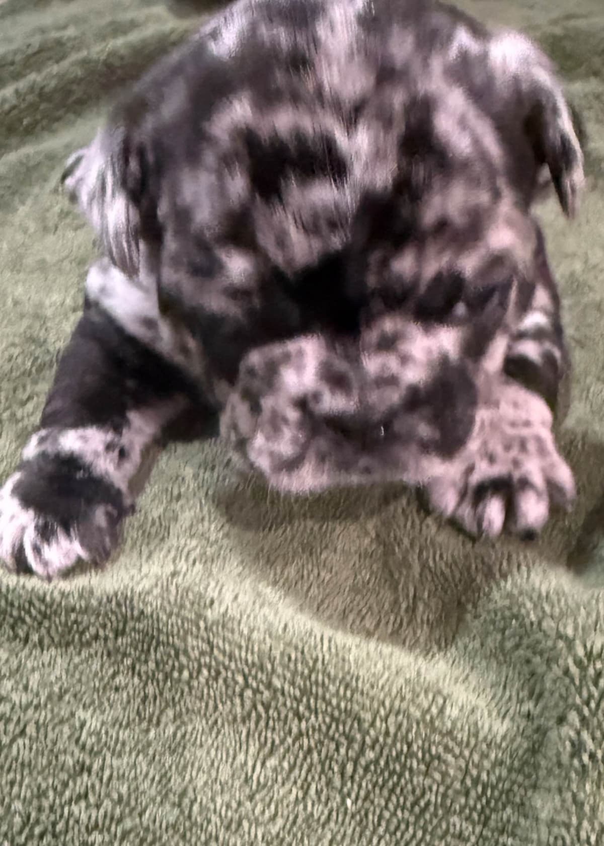 French Bulldog Puppies photo 3