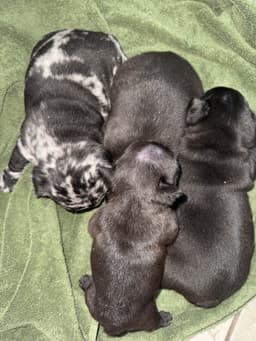 French Bulldog Puppies thumbnail 4