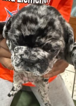 French Bulldog Puppies thumbnail 5