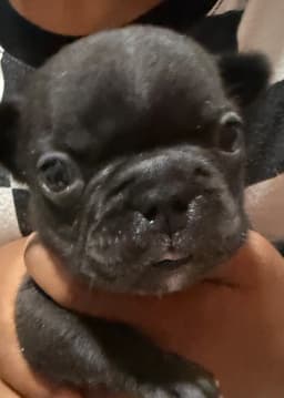 French Bulldog Puppies thumbnail 6