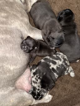 French Bulldog Puppies thumbnail 7