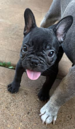 French Bulldog Puppies thumbnail 8