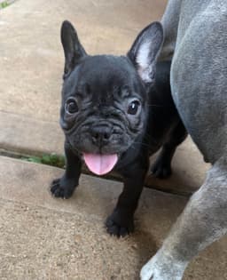 French Bulldog Puppies thumbnail 9
