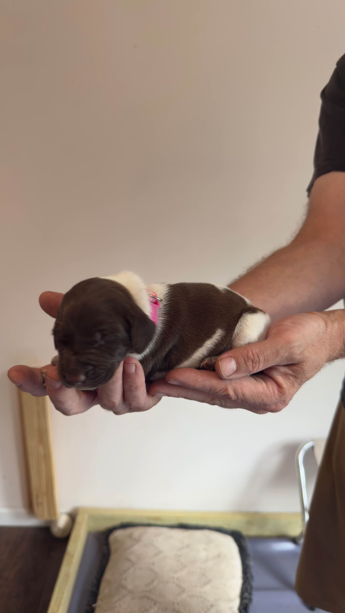German Shorthaired Pointer Puppies breeder image 1
