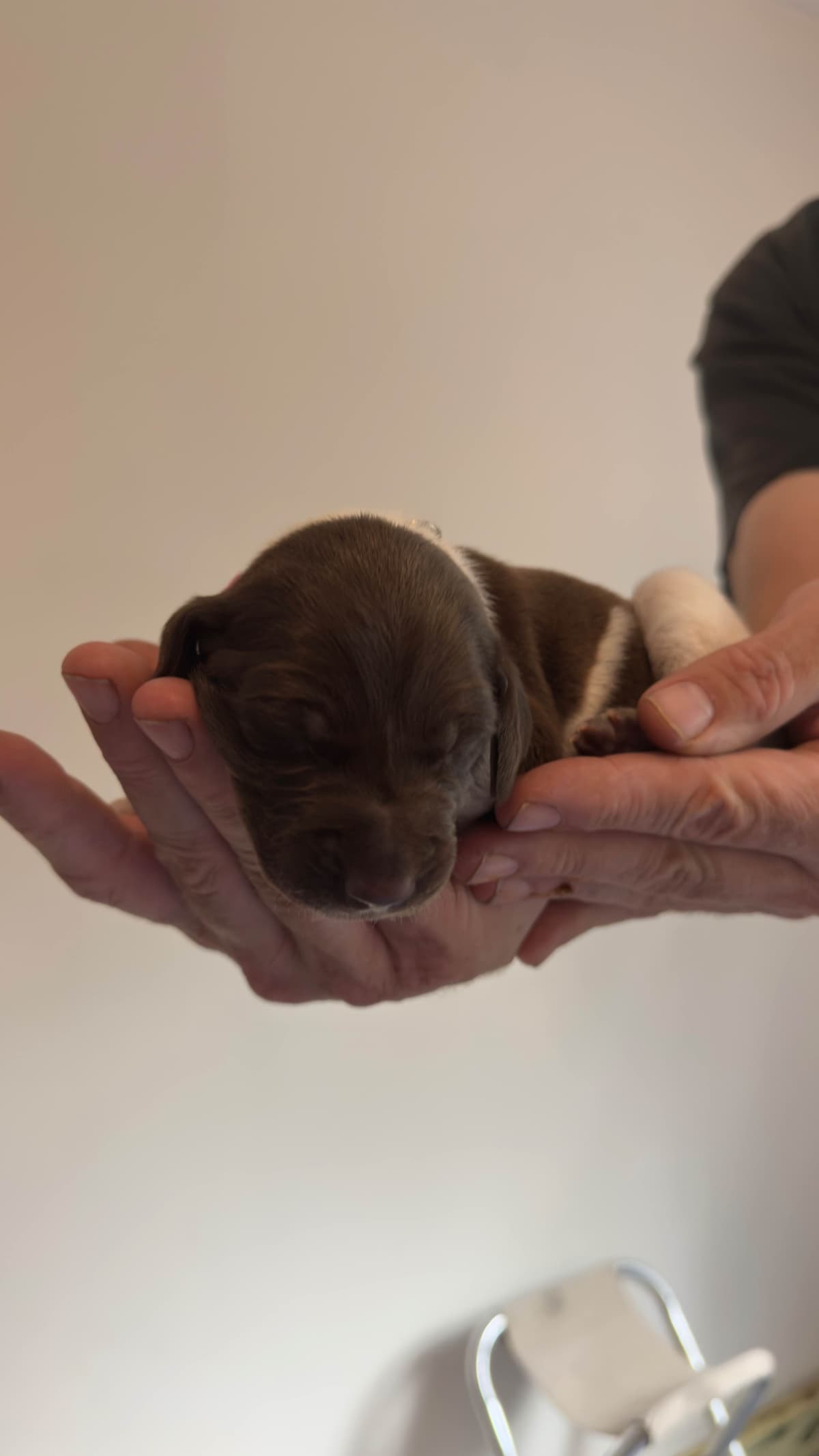 German Shorthaired Pointer Puppies breeder image 2