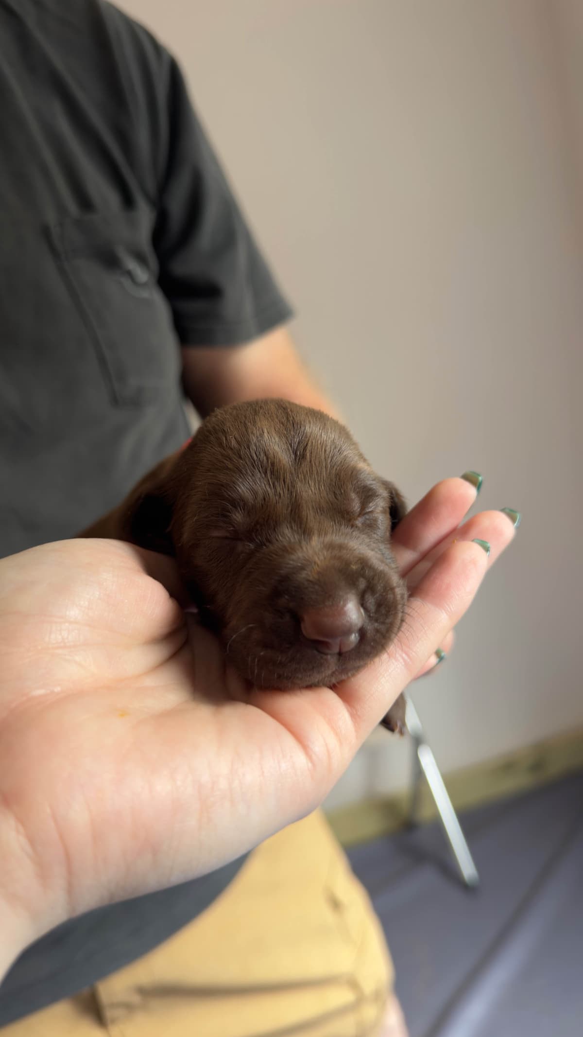 German Shorthaired Pointer Puppies breeder image 4