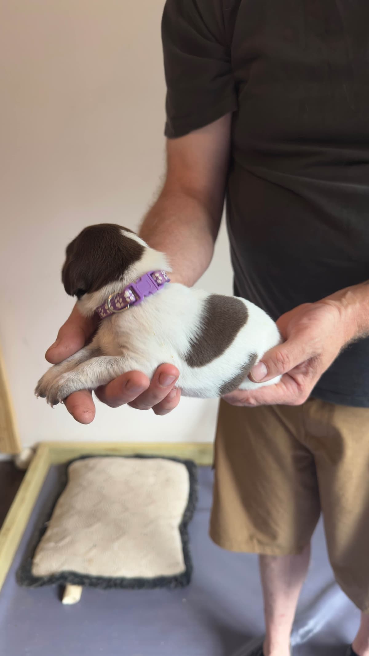 German Shorthaired Pointer Puppies breeder image 3