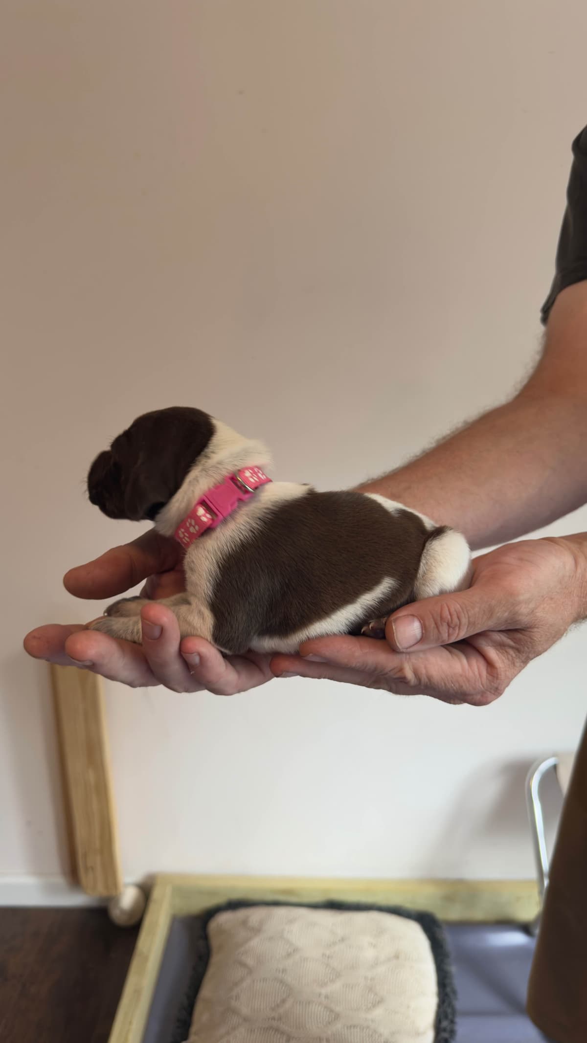 German Shorthaired Pointer Puppies breeder image 5